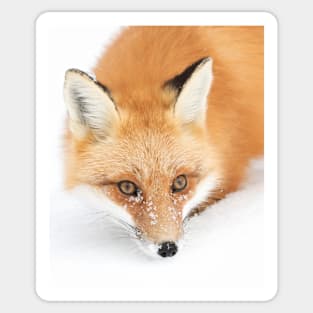 Red Fox - Algonquin Park Sticker